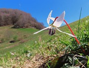 41 Erythronium dens-canis (Dente di cane) con vista sulla cima del Canto Alto